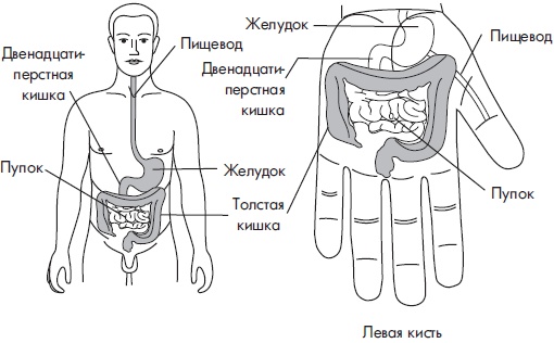 Иллюстрация к книге — Су-Джок. Самодиагностика и лечение [Autogen_eBook_id61.jpg]