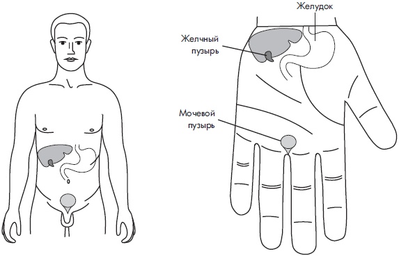 Иллюстрация к книге — Су-Джок. Самодиагностика и лечение [Autogen_eBook_id8.jpg]