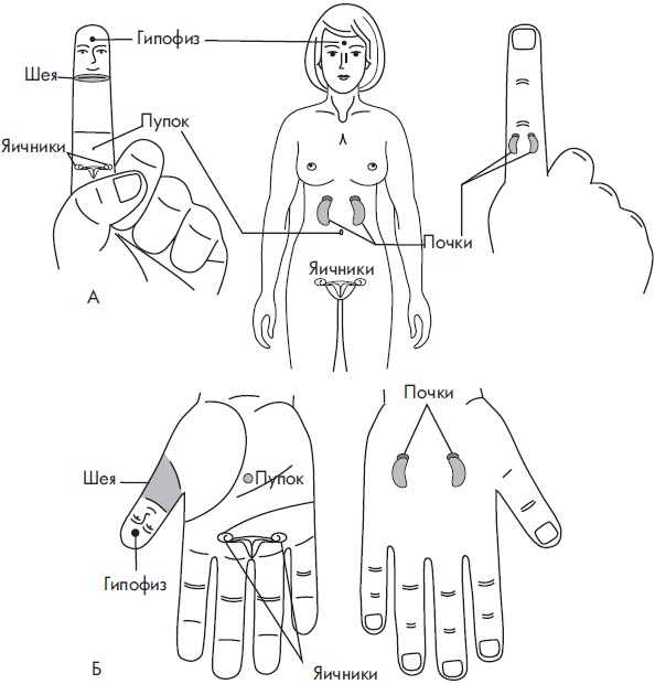 Иллюстрация к книге — Су-Джок. Самодиагностика и лечение [Autogen_eBook_id81.jpg]