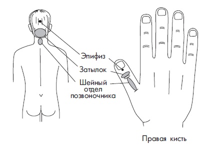 Иллюстрация к книге — Шунгит, су-джок, вода - для здоровья тех, кому за... [Autogen_eBook_id102.jpg]