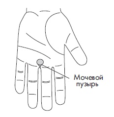 Иллюстрация к книге — Шунгит, су-джок, вода - для здоровья тех, кому за... [Autogen_eBook_id149.jpg]