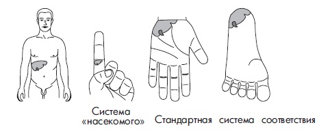 Иллюстрация к книге — Шунгит, су-джок, вода - для здоровья тех, кому за... [Autogen_eBook_id167.jpg]