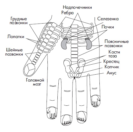 Иллюстрация к книге — Шунгит, су-джок, вода - для здоровья тех, кому за... [Autogen_eBook_id2.jpg]