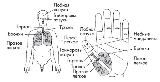 Иллюстрация к книге — Шунгит, су-джок, вода - для здоровья тех, кому за... [Autogen_eBook_id62.jpg]