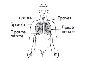 Иллюстрация к книге — Шунгит, су-джок, вода - для здоровья тех, кому за... [Autogen_eBook_id72.jpg]