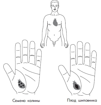 Иллюстрация к книге — Шунгит, су-джок, вода - для здоровья тех, кому за... [Autogen_eBook_id91.jpg]