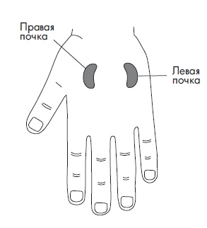 Иллюстрация к книге — Шунгит, су-джок, вода - для здоровья тех, кому за... [Autogen_eBook_id92.jpg]