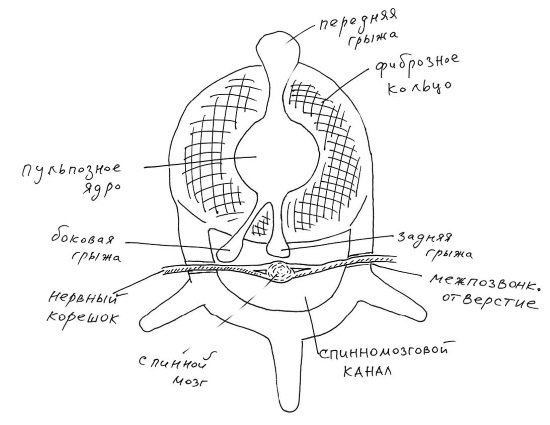 Иллюстрация к книге — Йогатерапия. Практическое руководство [i_064.jpg]
