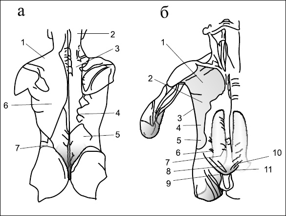 Иллюстрация к книге — Все дыхательные гимнастики. Для здоровья тех, кому за... [Autogen_eBook_id4.jpg]
