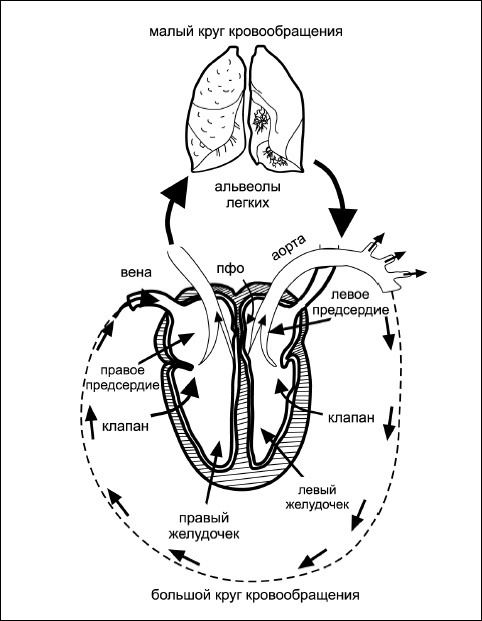 Иллюстрация к книге — Все дыхательные гимнастики. Для здоровья тех, кому за... [Autogen_eBook_id6.jpg]