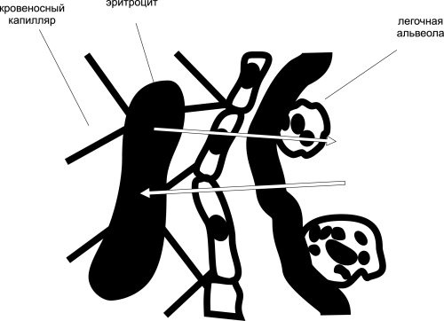 Иллюстрация к книге — Все дыхательные гимнастики. Для здоровья тех, кому за... [Autogen_eBook_id8.jpg]