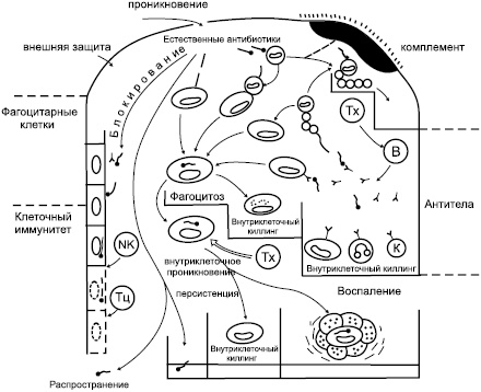 Иллюстрация к книге — Избавление от паразитов: лямблий, червей, глистов [i_005.jpg]