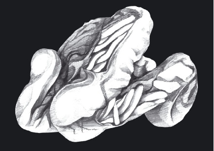 Иллюстрация к книге — Избавление от паразитов: лямблий, червей, глистов [i_008.jpg]