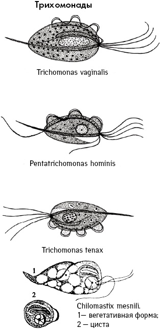 Иллюстрация к книге — Избавление от паразитов: лямблий, червей, глистов [i_012.jpg]