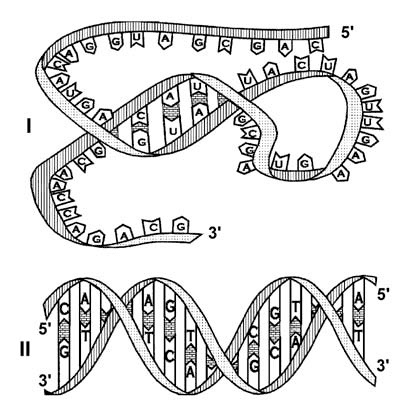 Иллюстрация к книге — Здоровый мужчина в вашем доме [i_002.jpg]