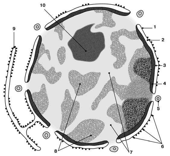 Иллюстрация к книге — Здоровый мужчина в вашем доме [i_003.jpg]