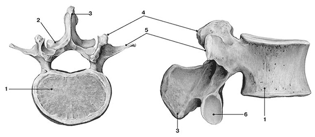 Иллюстрация к книге — Здоровый мужчина в вашем доме [i_011.jpg]