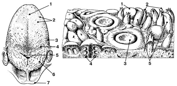 Иллюстрация к книге — Здоровый мужчина в вашем доме [i_014.jpg]