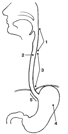 Иллюстрация к книге — Здоровый мужчина в вашем доме [i_016.jpg]