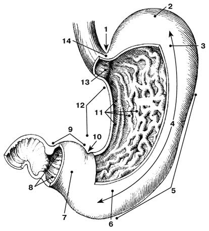 Иллюстрация к книге — Здоровый мужчина в вашем доме [i_017.jpg]