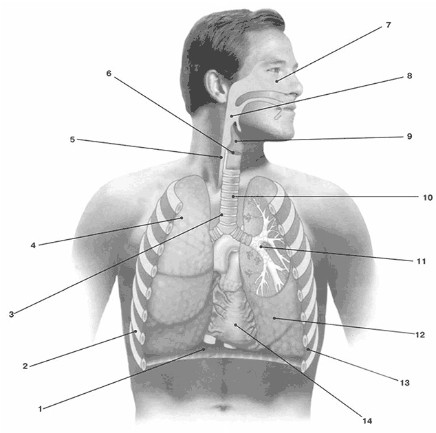 Иллюстрация к книге — Здоровый мужчина в вашем доме [i_018.jpg]