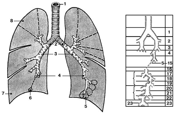 Иллюстрация к книге — Здоровый мужчина в вашем доме [i_020.jpg]