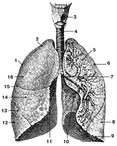 Иллюстрация к книге — Здоровый мужчина в вашем доме [i_021.jpg]