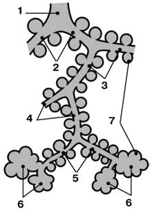 Иллюстрация к книге — Здоровый мужчина в вашем доме [i_022.jpg]