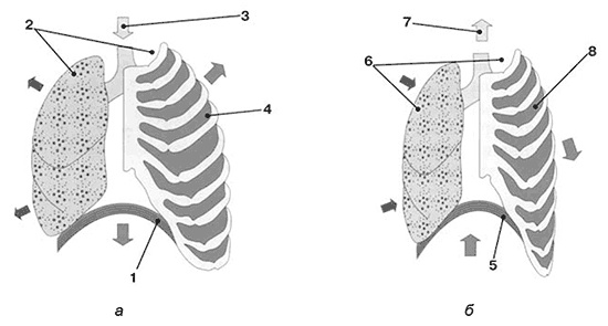 Иллюстрация к книге — Здоровый мужчина в вашем доме [i_023.jpg]