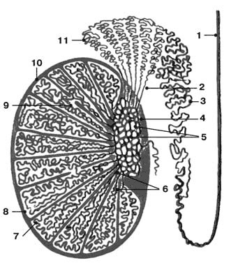 Иллюстрация к книге — Здоровый мужчина в вашем доме [i_027.jpg]