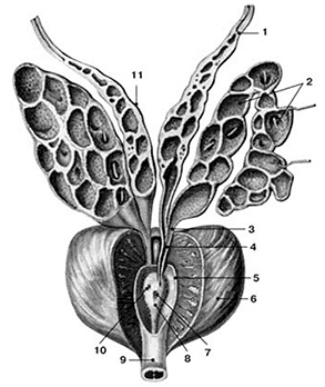 Иллюстрация к книге — Здоровый мужчина в вашем доме [i_028.jpg]
