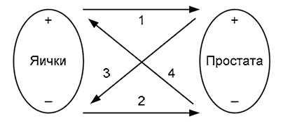 Иллюстрация к книге — Здоровый мужчина в вашем доме [i_029.jpg]