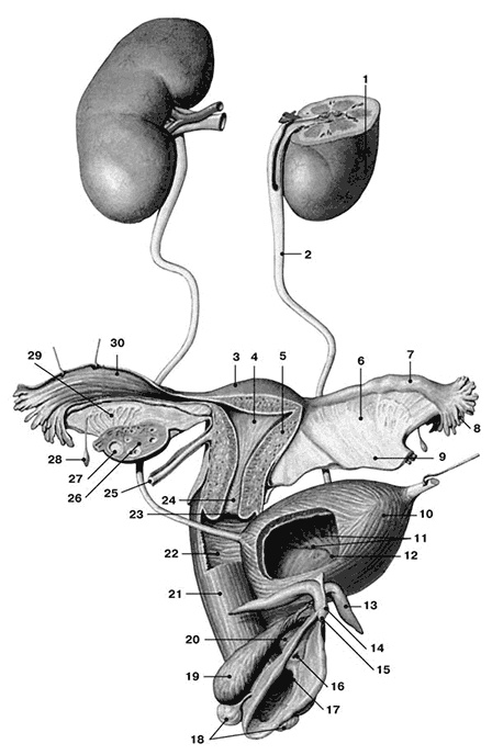 Иллюстрация к книге — Здоровый мужчина в вашем доме [i_030.jpg]