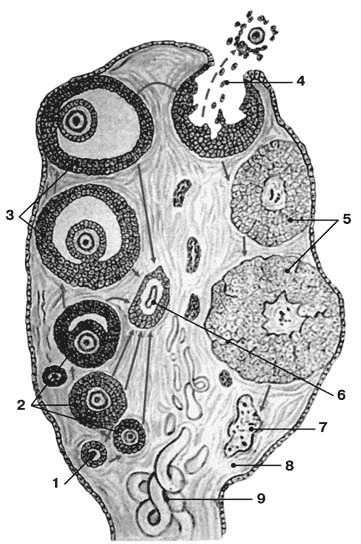 Иллюстрация к книге — Здоровый мужчина в вашем доме [i_031.jpg]