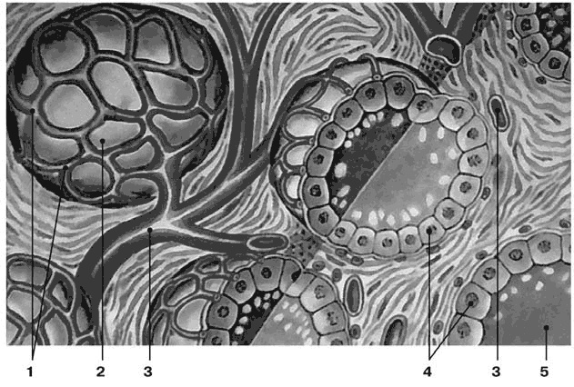 Иллюстрация к книге — Здоровый мужчина в вашем доме [i_037.jpg]