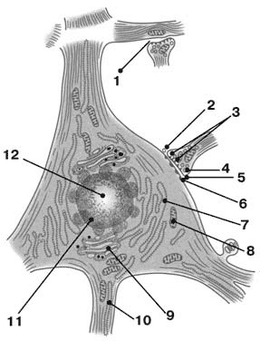 Иллюстрация к книге — Здоровый мужчина в вашем доме [i_038.jpg]