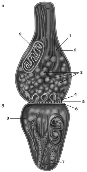 Иллюстрация к книге — Здоровый мужчина в вашем доме [i_039.jpg]