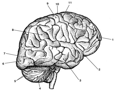 Иллюстрация к книге — Здоровый мужчина в вашем доме [i_041.jpg]