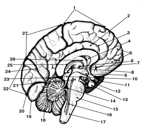 Иллюстрация к книге — Здоровый мужчина в вашем доме [i_042.jpg]