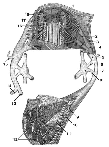 Иллюстрация к книге — Здоровый мужчина в вашем доме [i_047.jpg]