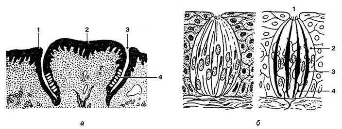 Иллюстрация к книге — Здоровый мужчина в вашем доме [i_057.jpg]