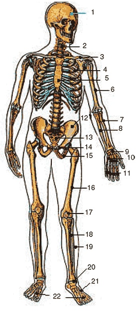 Иллюстрация к книге — Здоровый мужчина в вашем доме [i_096.jpg]