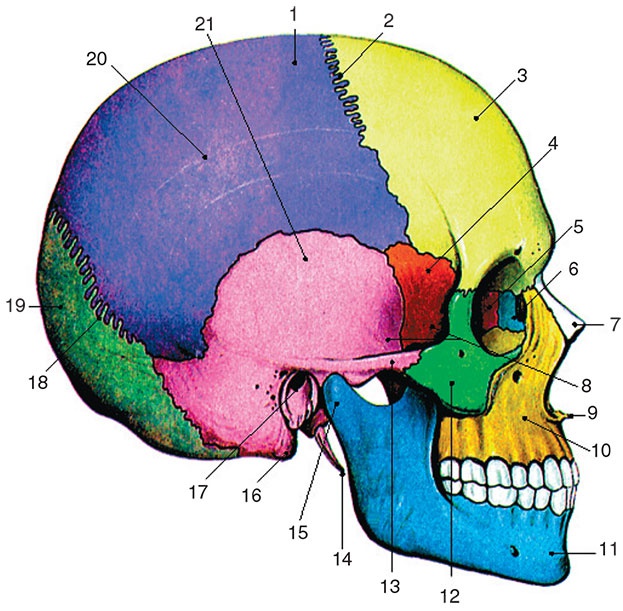 Иллюстрация к книге — Здоровый мужчина в вашем доме [i_097.jpg]
