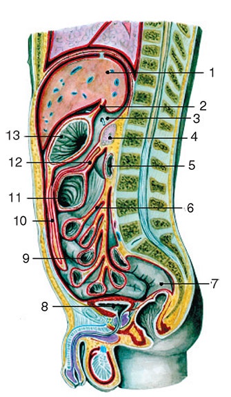 Иллюстрация к книге — Здоровый мужчина в вашем доме [i_103.jpg]