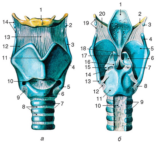 Иллюстрация к книге — Здоровый мужчина в вашем доме [i_104.jpg]