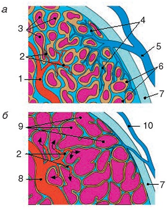 Иллюстрация к книге — Здоровый мужчина в вашем доме [i_107.jpg]