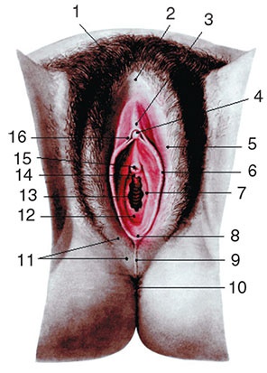 Иллюстрация к книге — Здоровый мужчина в вашем доме [i_108.jpg]