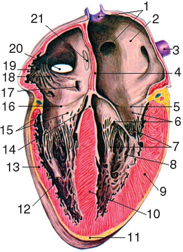 Иллюстрация к книге — Здоровый мужчина в вашем доме [i_110.jpg]