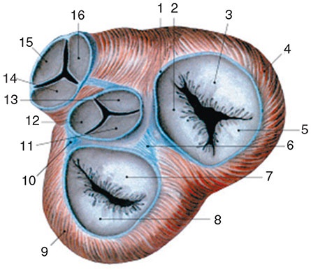 Иллюстрация к книге — Здоровый мужчина в вашем доме [i_111.jpg]