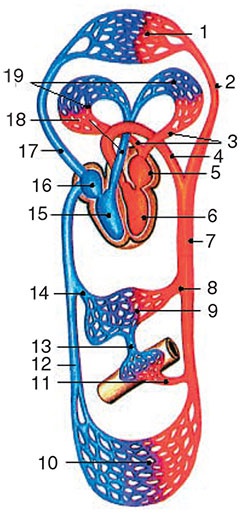 Иллюстрация к книге — Здоровый мужчина в вашем доме [i_112.jpg]